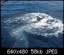   ,   
:  1144_club-fish.ru3.jpg
: 990
:  57,5 
ID:	180427